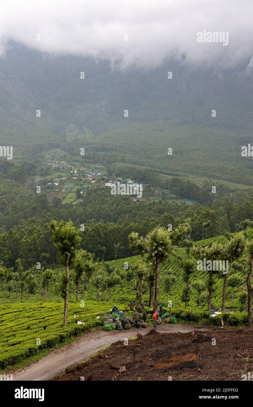 Bella vista sulla strada del paesaggio montano con giardini di tè in nebbia sulla strada per Top Station, Munnar, Kerala, India Foto Stock