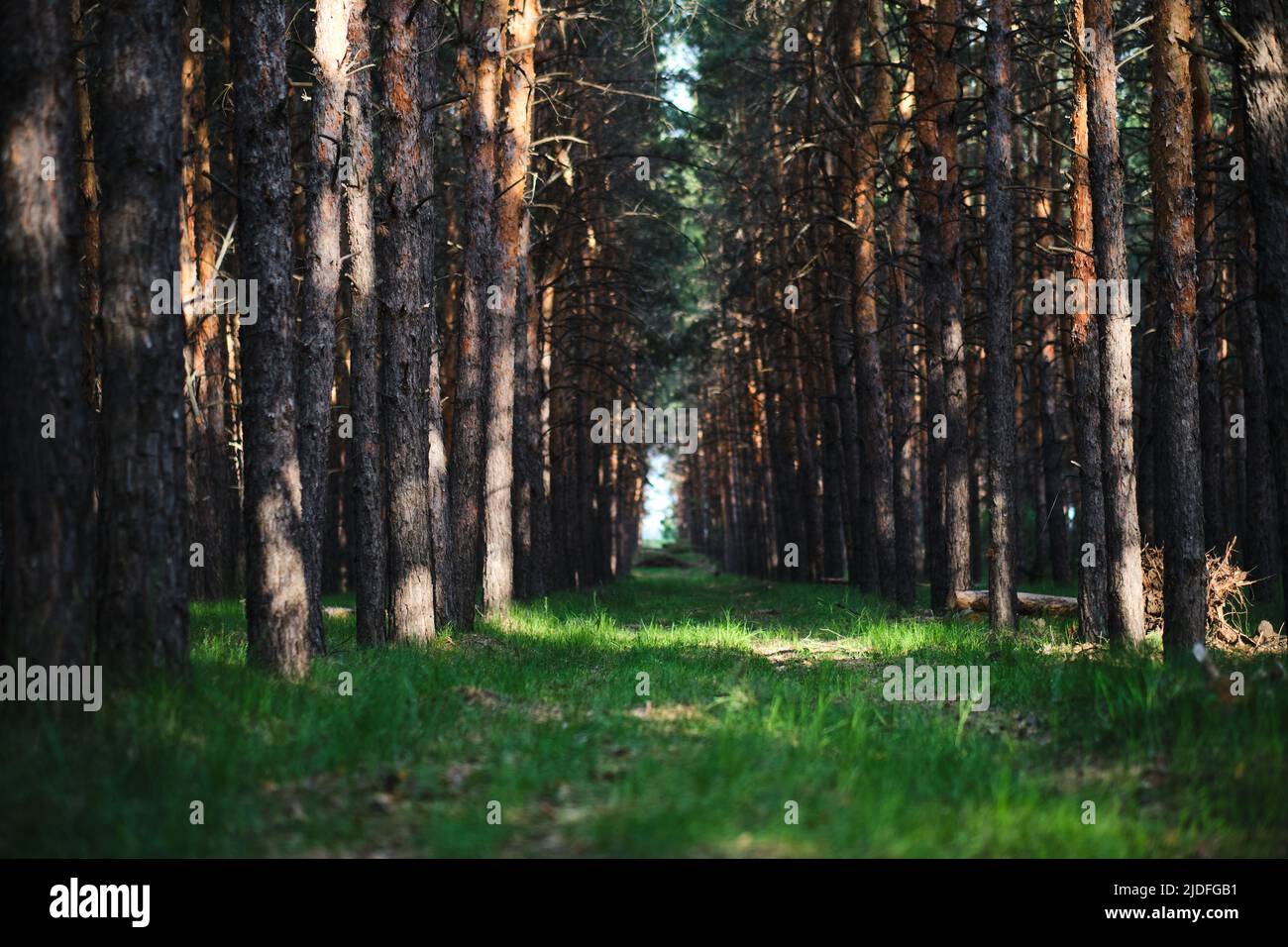 Erba verde in una pineta tra filari alberi caldo, soleggiato, giorno d'estate Foto Stock