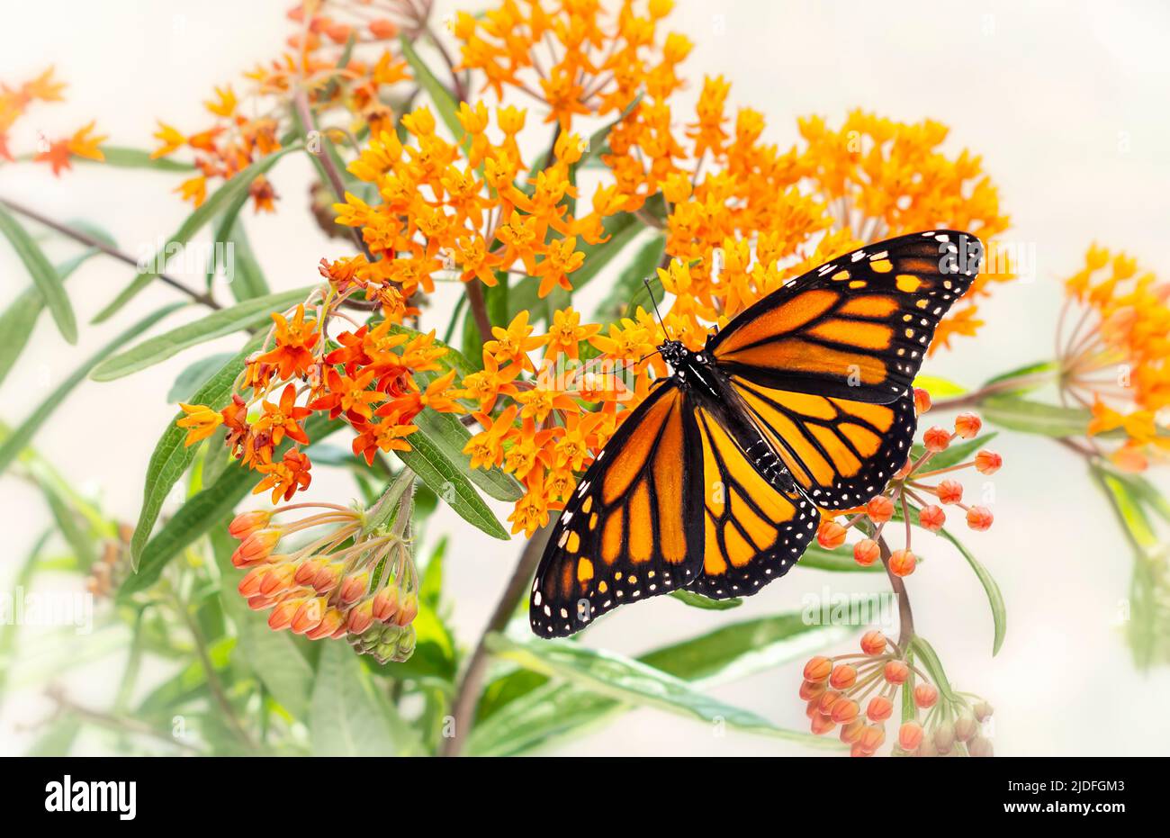 Una farfalla monarca femminile (danaus plexippus) che si alimenta con un'arance di latte / pianta della farfalla (asclepias tuberosa) Foto Stock