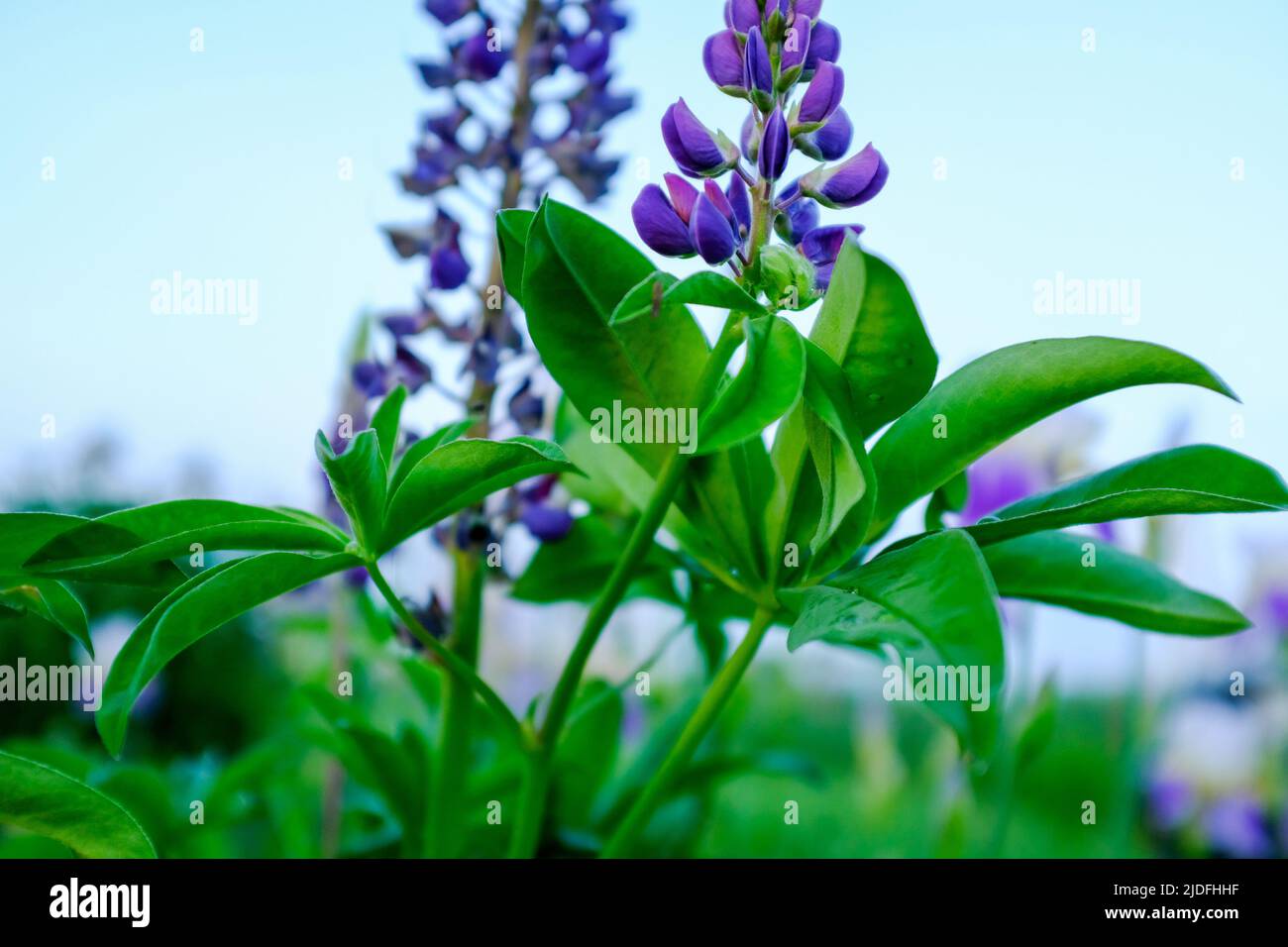 Fuoco selettivo: Lupini fiori viola sparati a distanza ravvicinata. Fiori viola lupino sul cielo sfocato azzurro sfondo per poster, calendario Foto Stock