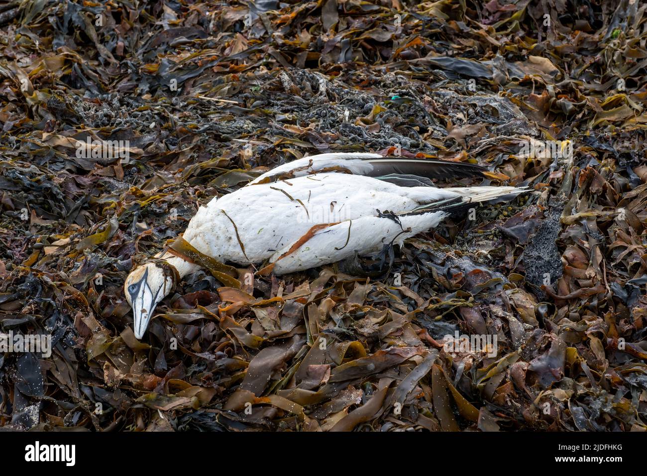 Dead Gannet (sospetta influenza aviaria) sulla riva al Brough di Birsay, Isole Orkney, Scozia Foto Stock