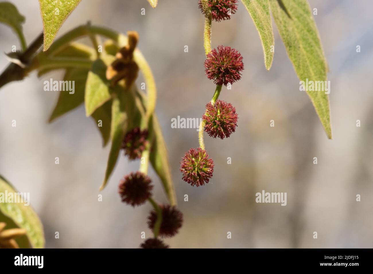 Rosso fioritura pistillate racemose testa infiorescenze di Platanus racemosa, platanaceae, albero deciduo nativo nelle montagne di Santa Monica, Inverno. Foto Stock