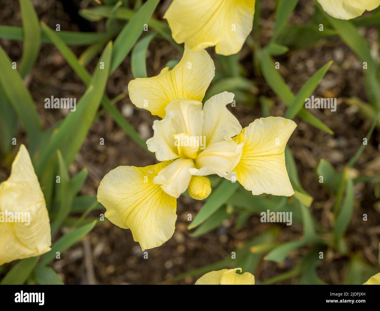 Il fiore giallo pallido, l'iride siberiana 'burro e zucchero' che cresce in un Regno Unito. Foto Stock