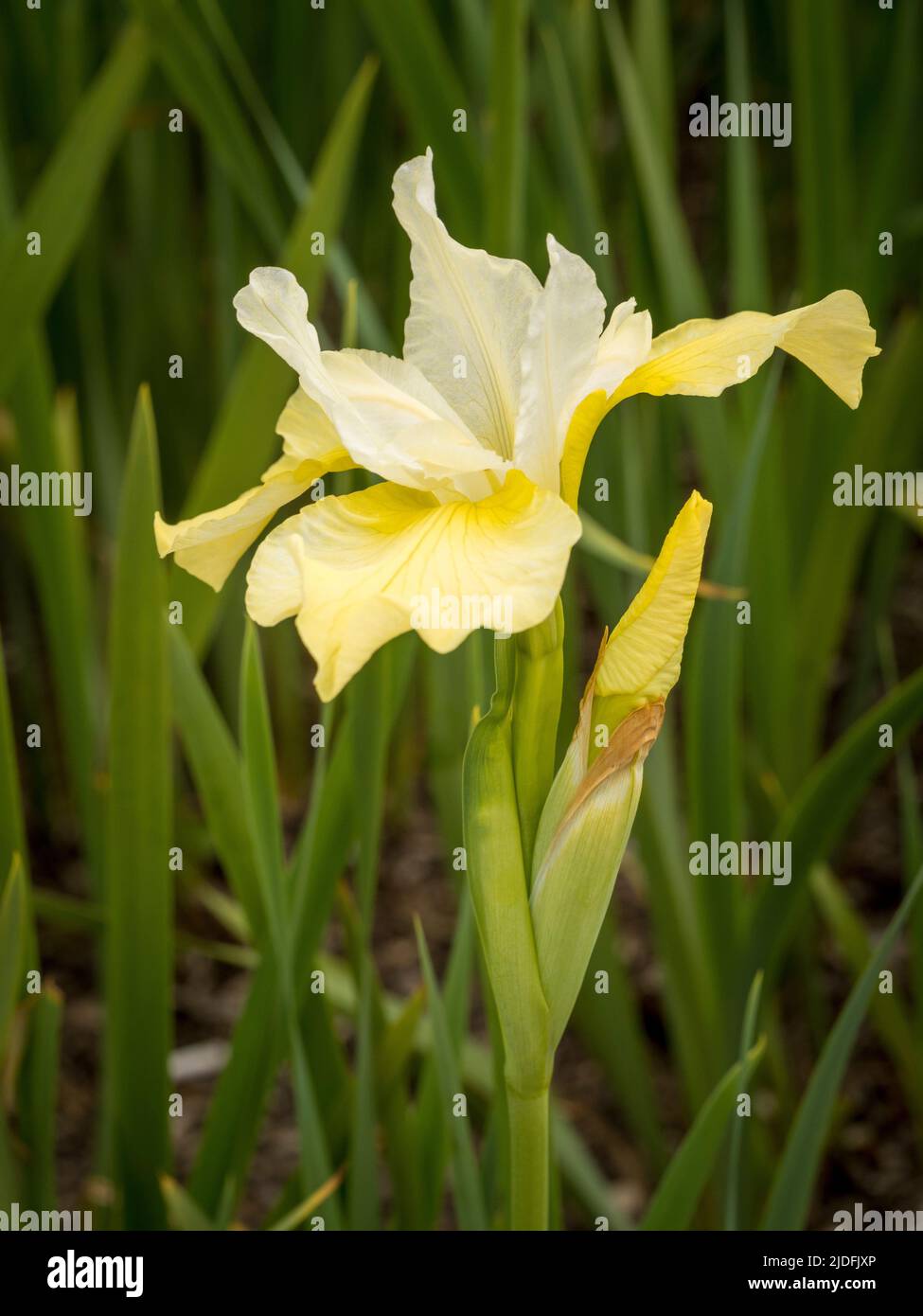 Il fiore giallo pallido, l'iride siberiana 'burro e zucchero' che cresce in un Regno Unito. Foto Stock