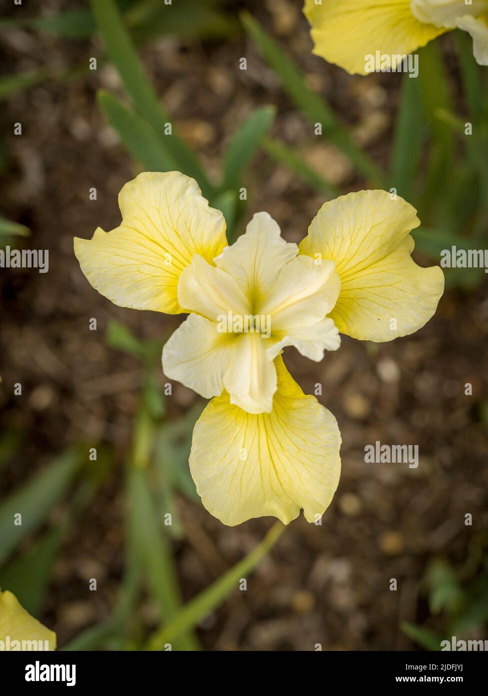 Il fiore giallo pallido, l'iride siberiana 'burro e zucchero' che cresce in un Regno Unito. Foto Stock