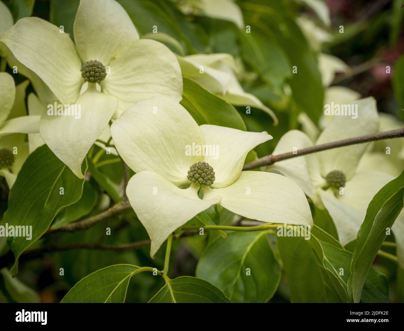 Cremoso bianco bratti di Cornus capitata anche noto come Himalayan sempreverde dogwood. Foto Stock