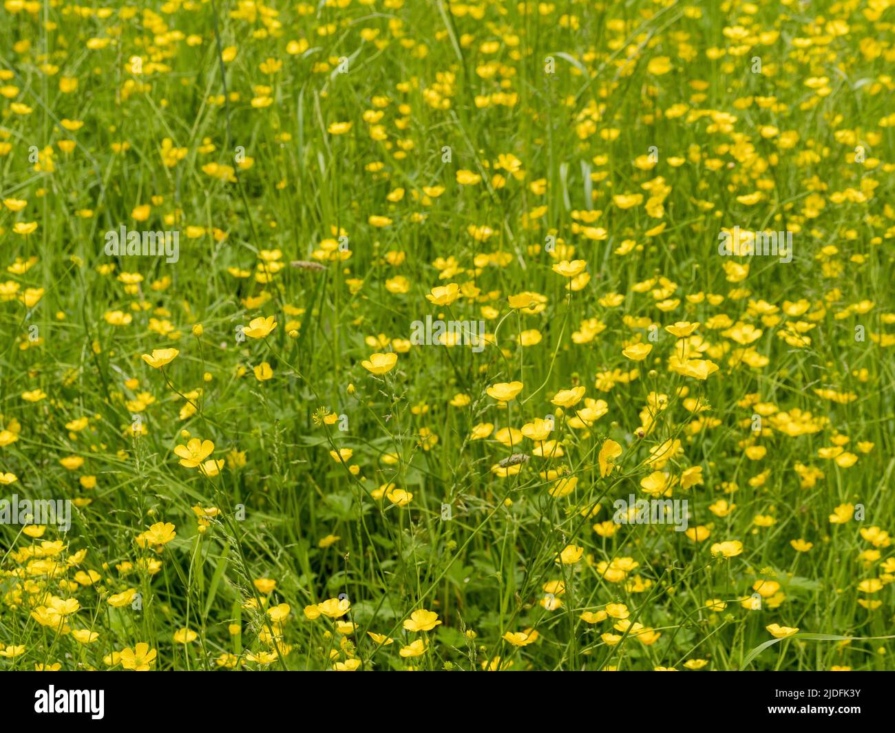 Le coppe di farfalle che crescono in un prato inglese. Foto Stock