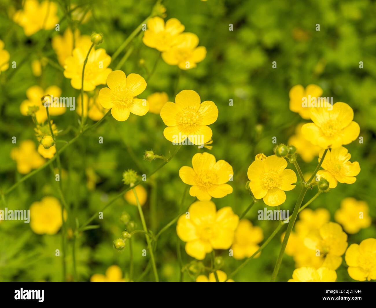 Le coppe di farfalle che crescono in un prato inglese. Foto Stock