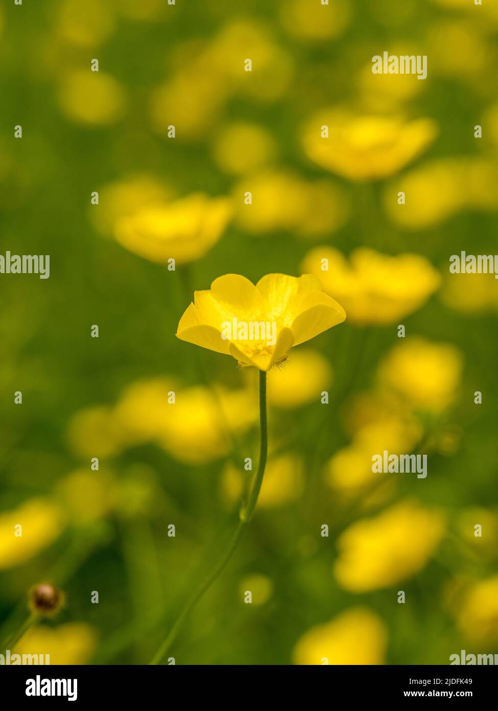 Le coppe di farfalle che crescono in un prato inglese. Foto Stock