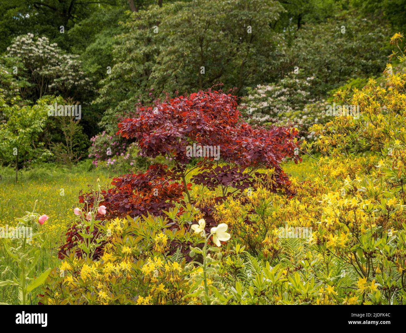 Foglie rosse retroilluminate di Cotinus coggygria 'Royal Purple che crescono in un giardino britannico. Foto Stock