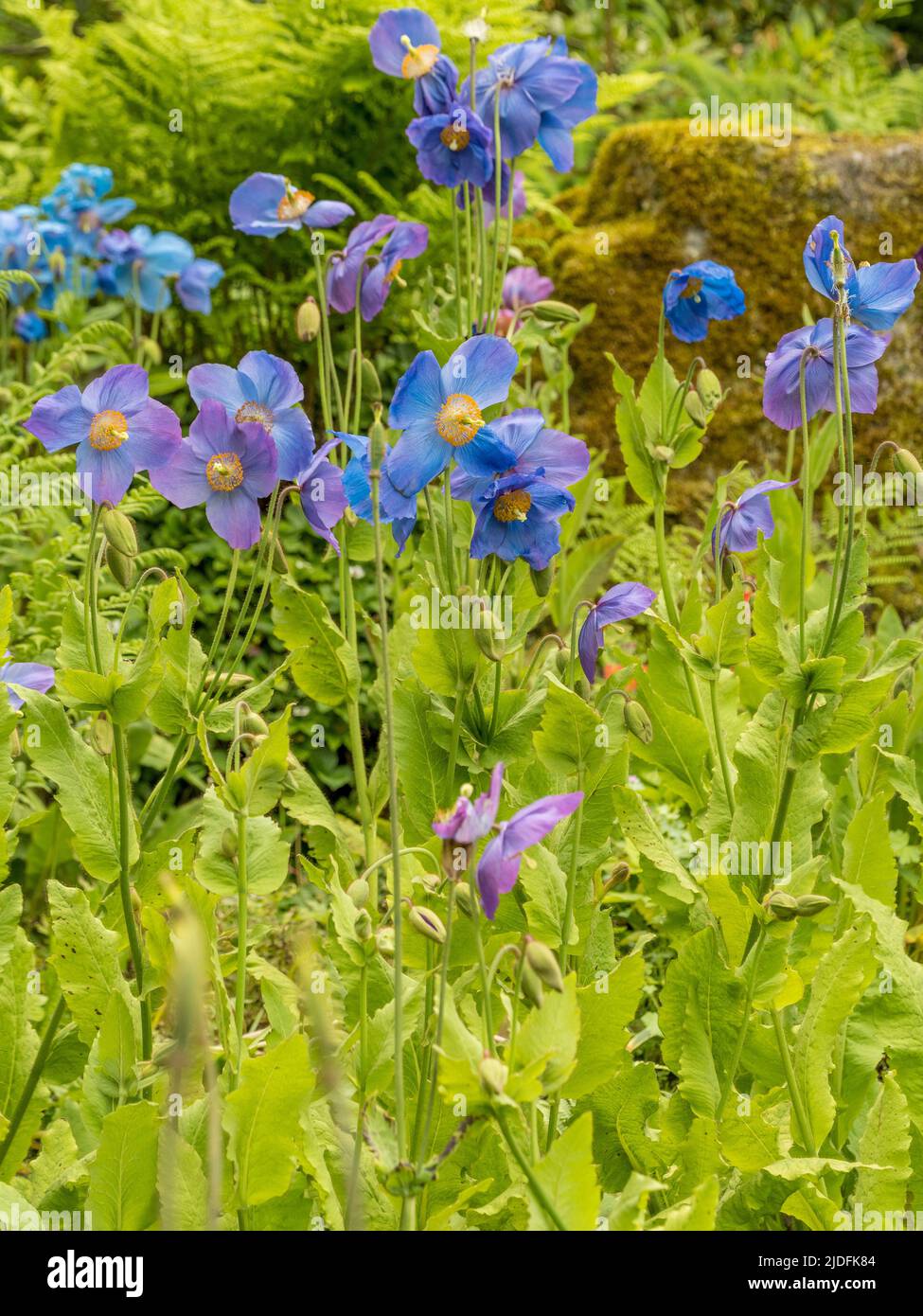 Meconopsis betonicifolia comunemente conosciuto come papaveri blu Himalayan che crescono in un giardino britannico. Foto Stock