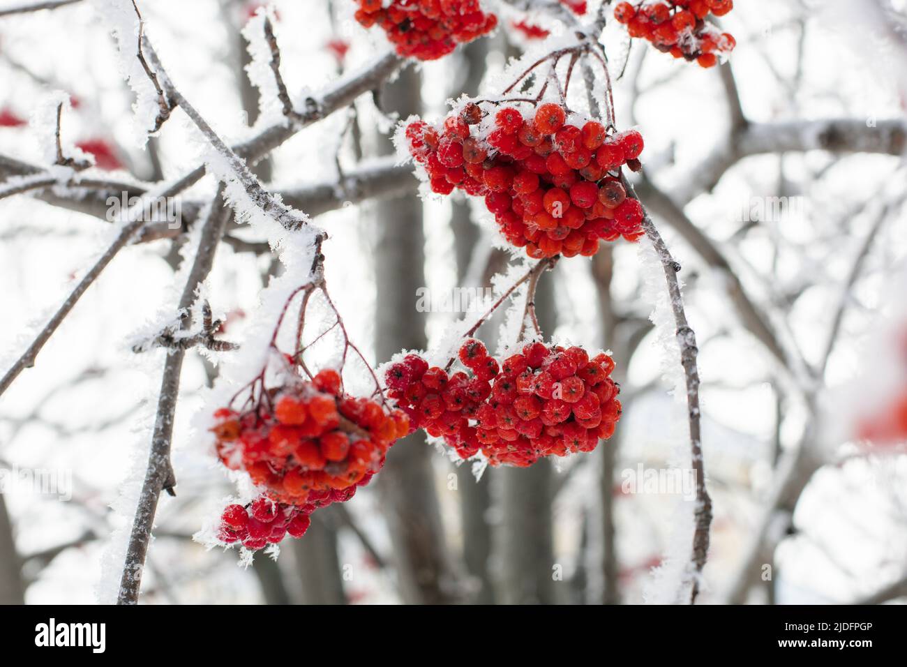 Primo piano di piccoli rami sottili di rowan rosso brillante ricoperti di neve con alberi sfocati sullo sfondo durante il giorno. Raccolta di bacche sane in inverno Foto Stock