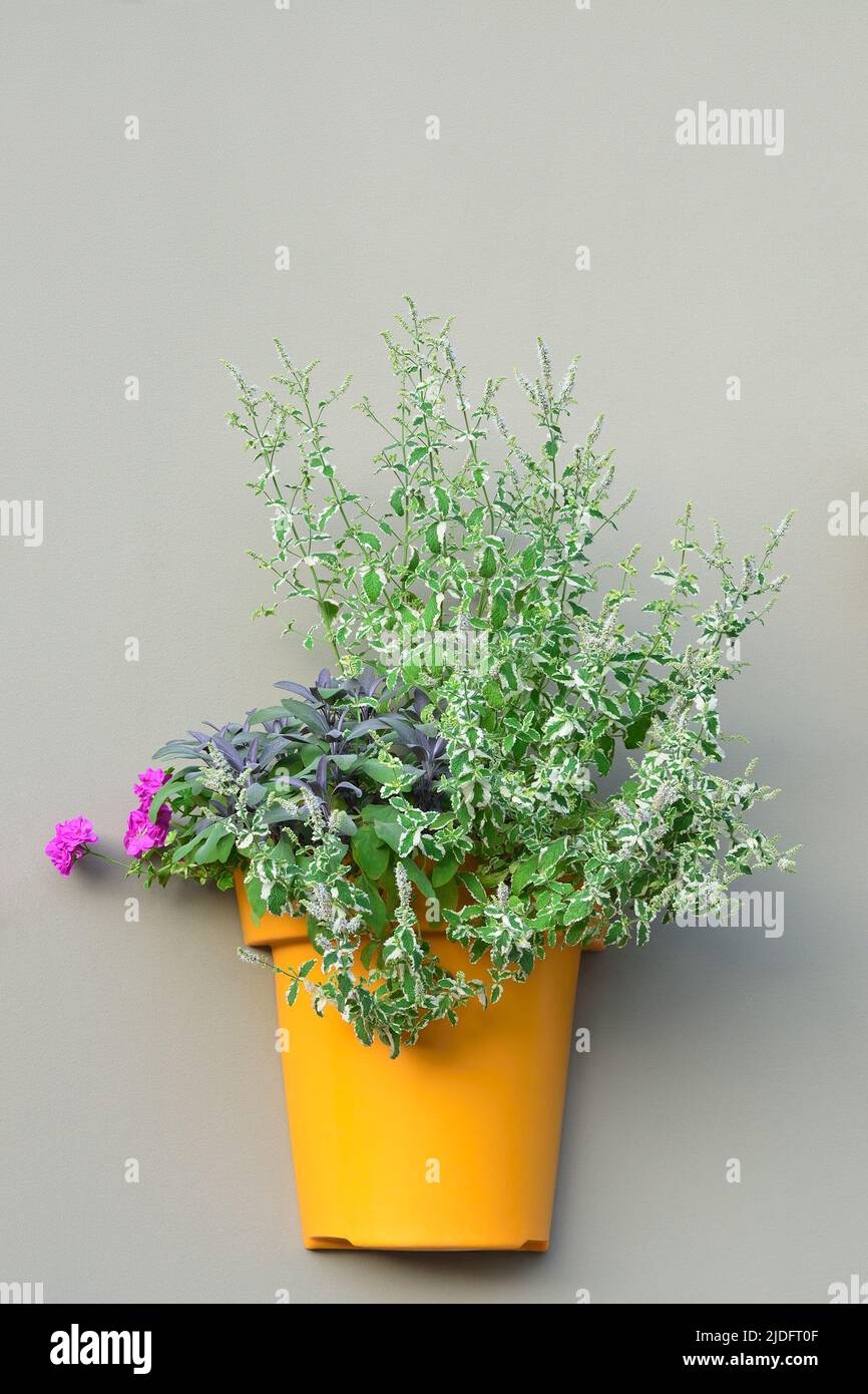 Vaso da fiori da muro giallo Pinto di ananas fresco Pot rosa fioritura Pelargonium fiori gerani Salvia officinalis Sage viola verticale Foto Stock