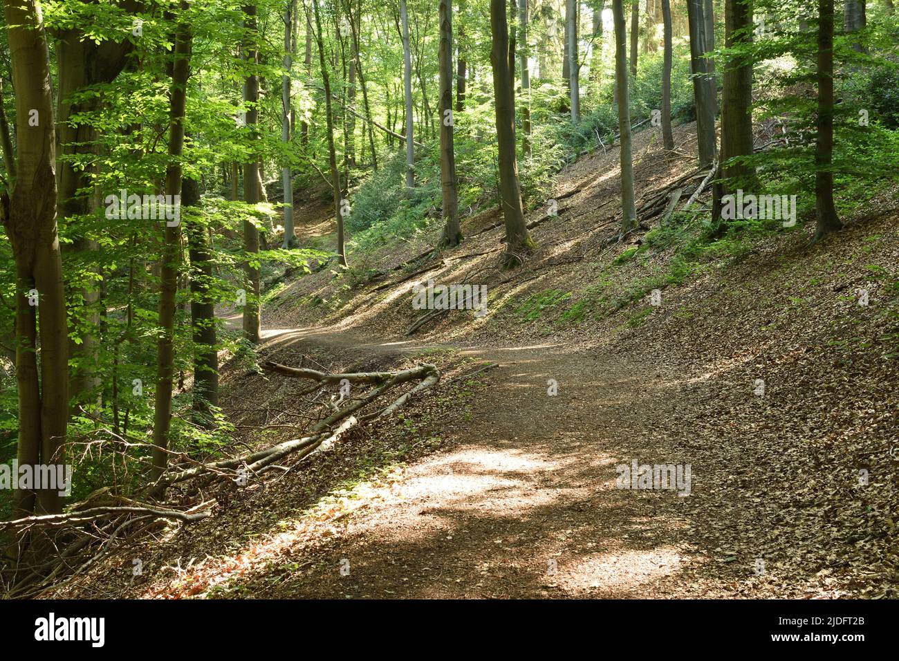 Una passeggiata attraverso la foresta in una mattinata estiva. Bergisches Land, Germania. Foto Stock
