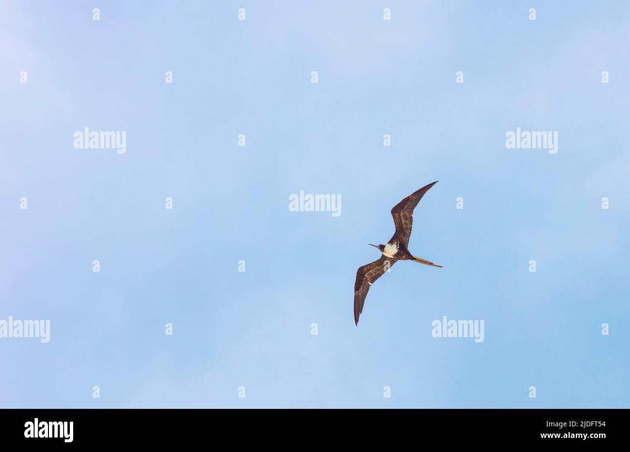 Pellicani volanti visti da sotto contro un cielo azzurro con copia dello spaziopelicano Foto Stock
