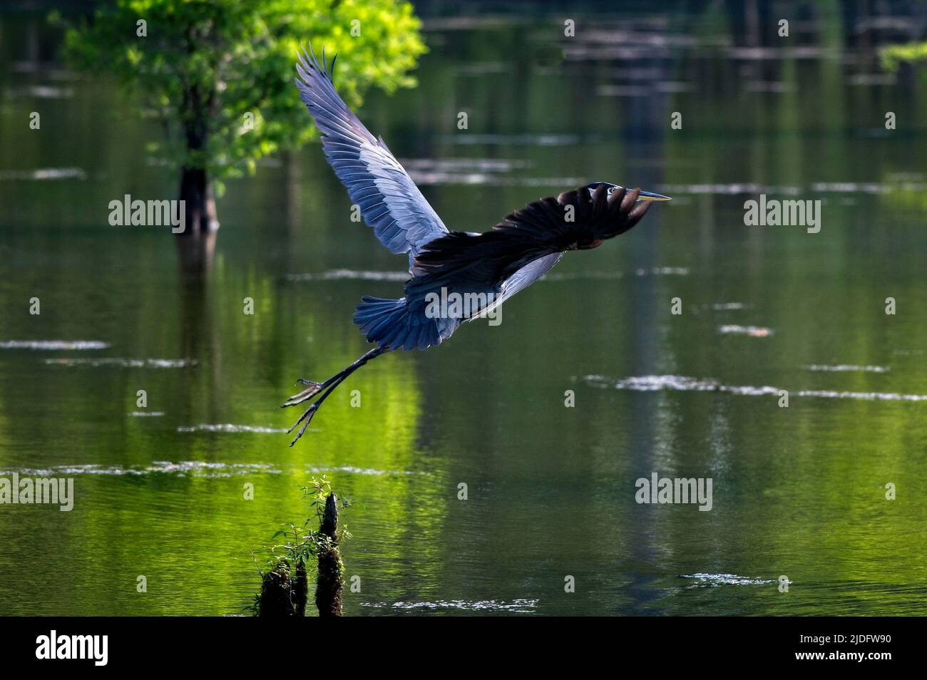 Un Great Blue Heron prende il volo da un piccolo grumo di cipressi nel lago Bluff. Foto Stock