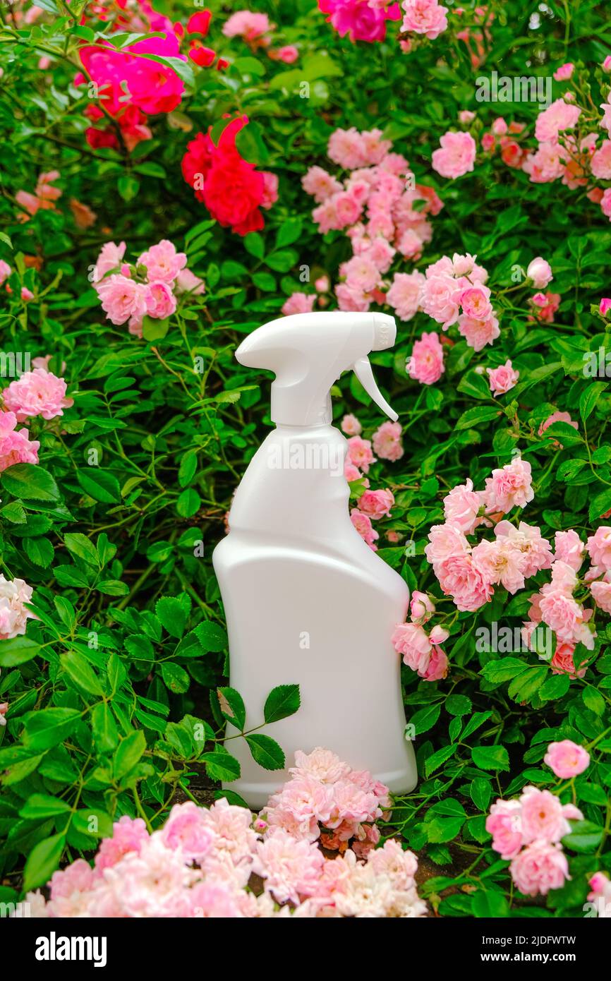 Trattamento delle rose da pesti.coltivazione e cura di rose.bottiglia bianca in rose rosa in un giardino estivo. Rimedio per le rose da malattie e pesti Foto Stock