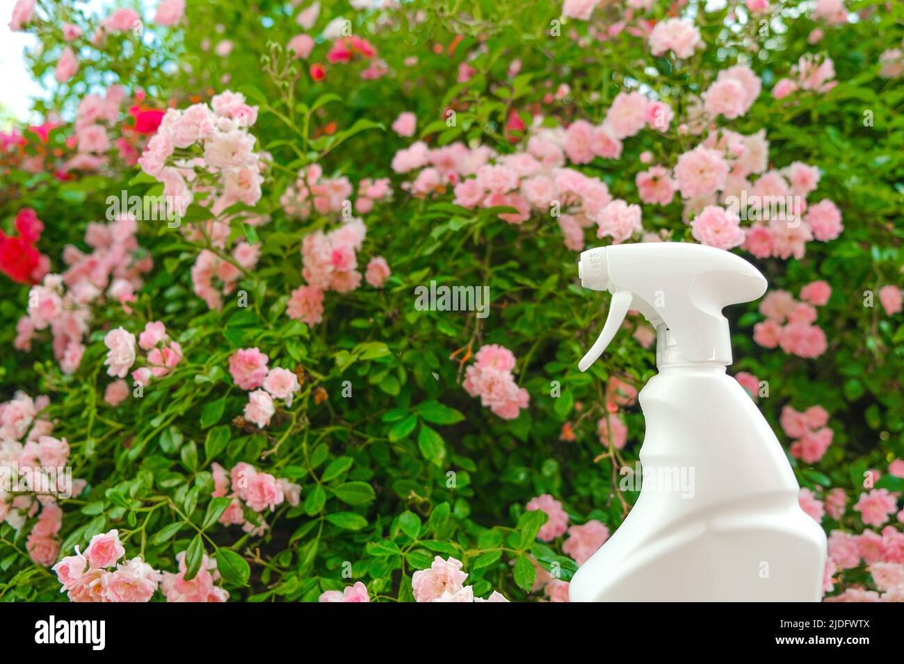 Trattamento di rose da parassiti, afidi e fungi.Growing e cura di rose.bottiglia bianca in rose rosa in un giardino estivo. Rimedio per le rose da Foto Stock