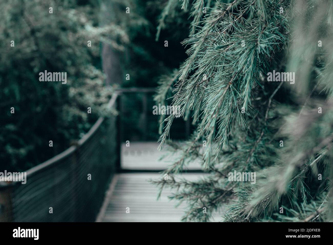 ponte nella foresta - ponte di legno e pini Foto Stock