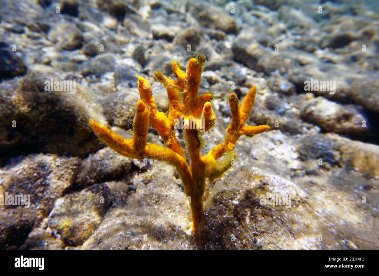 Spugna gialla antilers (Axinella polypoides) nel Mar Mediterraneo Foto Stock