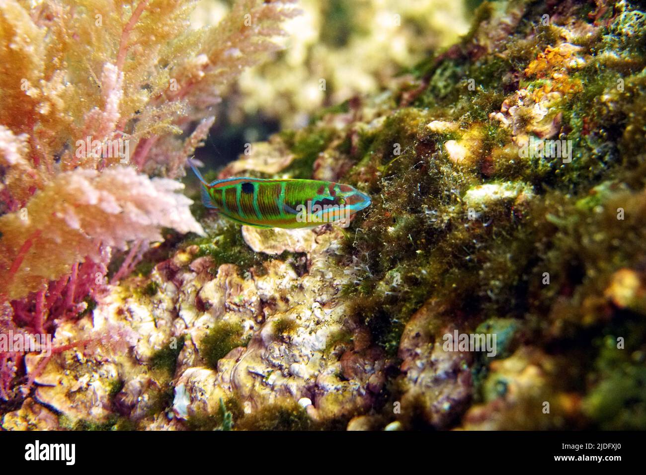 Verde ornato mediterraneo femmina wrasse pesce - Thalassoma Pavo Foto Stock