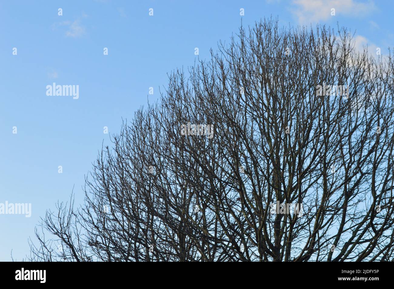 Un albero senza foglie contro un cielo blu d'inverno Foto Stock