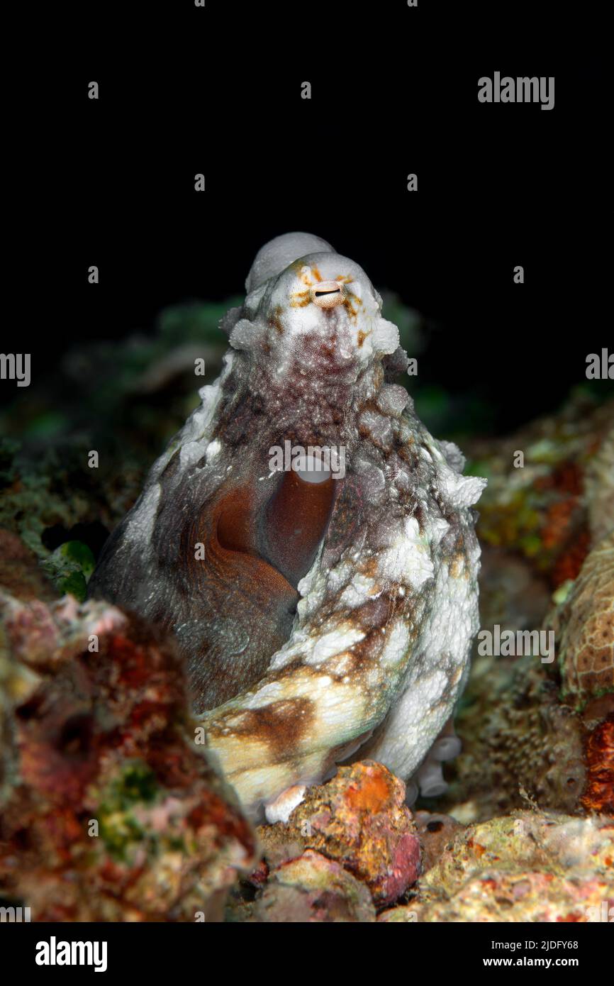 Polpo su una barriera corallina Foto Stock