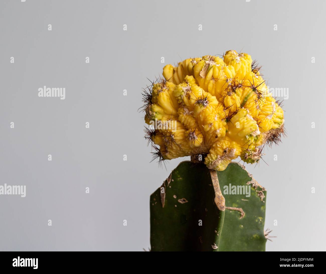 Colpo con testa di cactus innestata con cresta Euphorbia Foto Stock