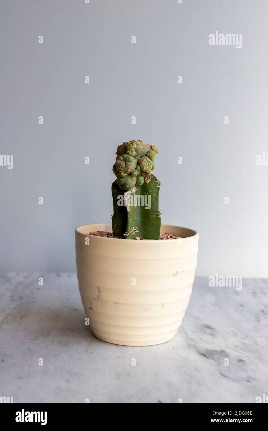 La mamillaria innestò il cactus in una bella pentola di ceramica Foto Stock