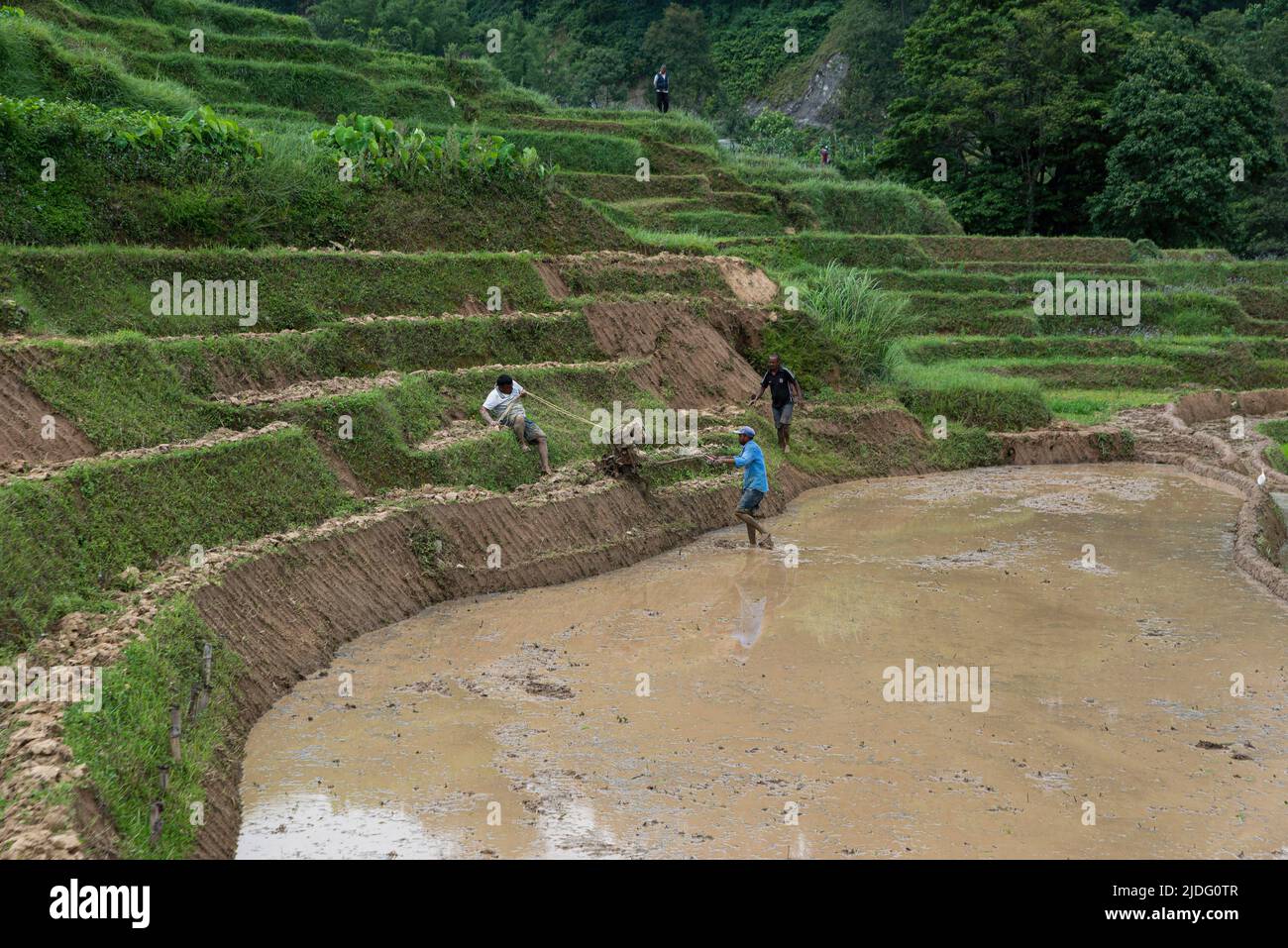 Kathmandu, Nepal. 20th giugno 2022. Un agricoltore nepalese sposta la macchina aratrice in preparazione alla semina del riso. Quando il pre-monsone è iniziato in Nepal, gli agricoltori hanno iniziato a piantare riso nei campi sulla periferia della valle di Kathmandu. Credit: SOPA Images Limited/Alamy Live News Foto Stock