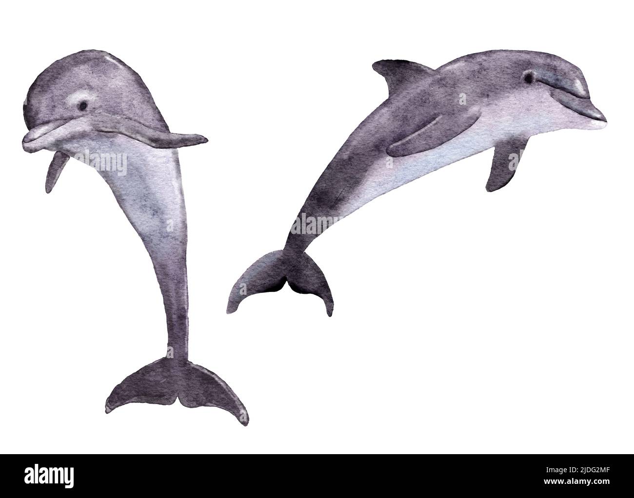 Illustrazione acquerello di delfini oceani marini, animali marini acquatici subacquei mammiferi. Ecologia ambiente fauna selvatica, natura selvaggia specie minacciate Foto Stock