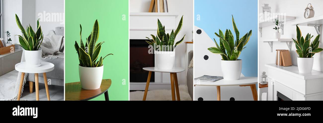 Collage di beautifu Sansevieria houseplants in interni domestici Foto Stock