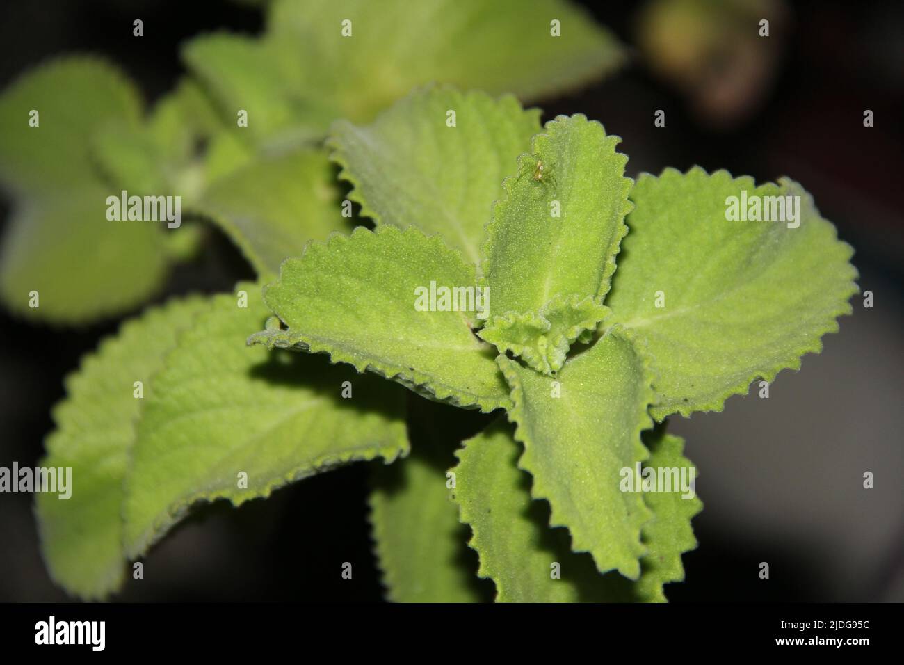 panikoorkka nature medicina Foto Stock