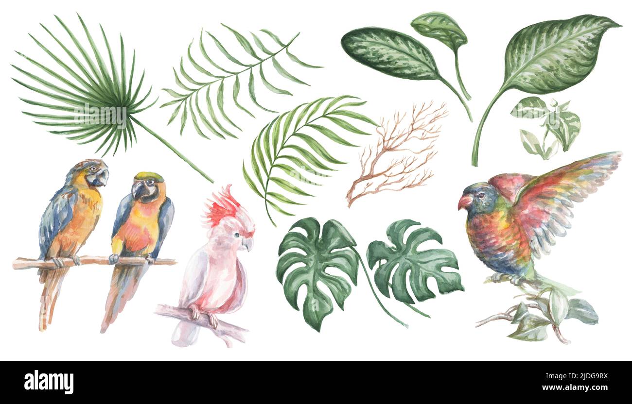 Uccelli e foglie dei tropici cockatoo monstera pappagallo acquerello illustrazione disegnata a mano grande insieme elementi isolati su sfondo bianco natura jungl Foto Stock