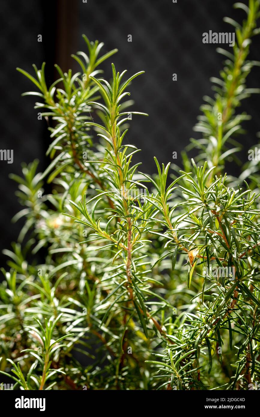 Primo piano di un impianto Rosemary in Italia in primavera. Rosemary è una pianta eccellente per essere usato un condimento per cucinare ed ha anche buon prop medicinale Foto Stock