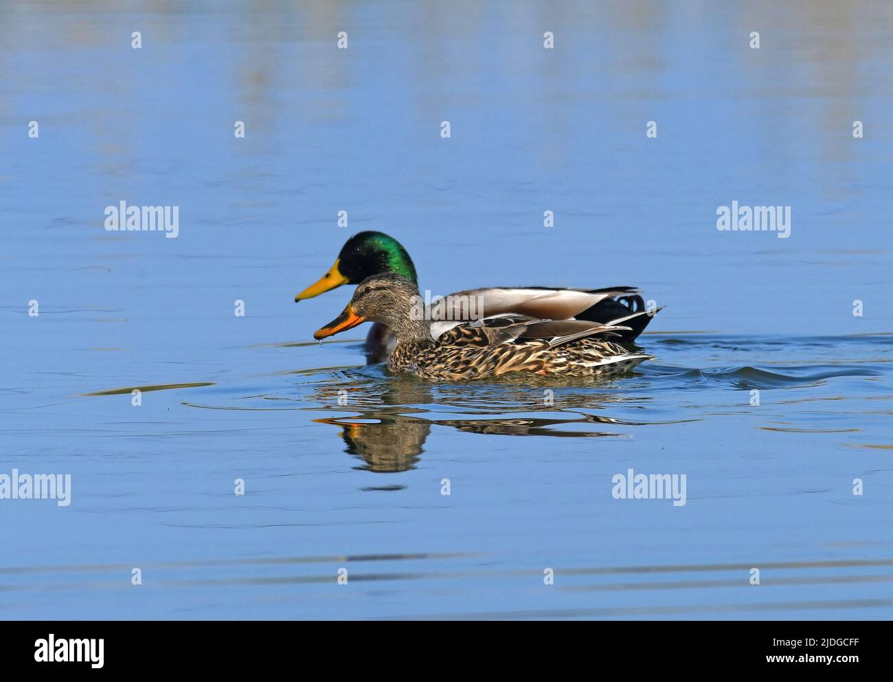 Mallards maschio femmina nuotare Foto Stock