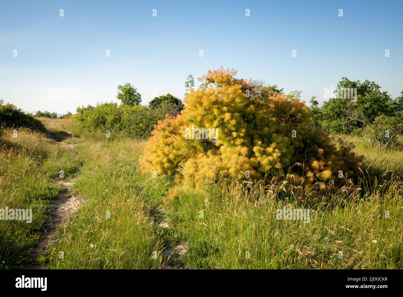 Cotinus coggygria conosciuta anche come smoketree europeo, smoketree eurasiatico, alberi da fumo, cespugli di fumo, sommaci veneziani, o il sommach di dyer Foto Stock