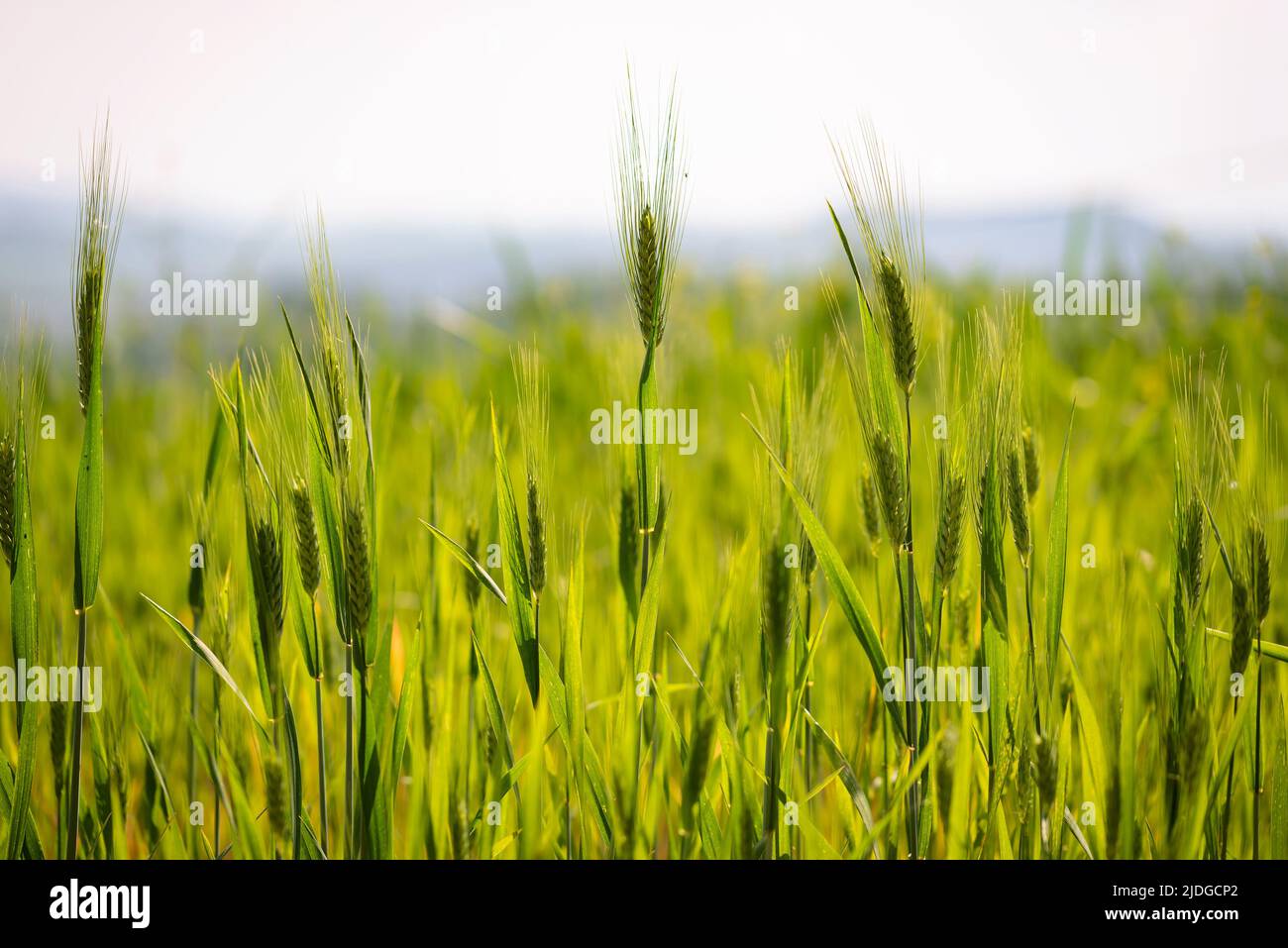 Campo di grano verde in Italia, nei pressi di Pesaro e Urbino, nelle Marche. Primo piano delle orecchie con dettaglio dei grani Foto Stock