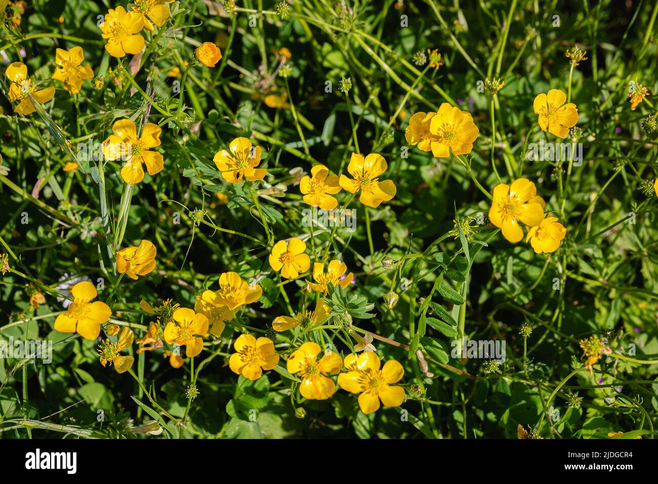 Primo piano di fiori gialli di farfalle in un campo verde sotto il sole molle morbido Foto Stock