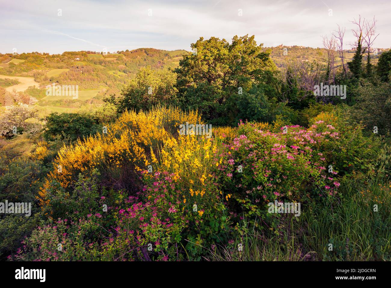 Scopa gialla e caprifolio Lonicera noto anche come woodbine italiano, caprifoglio perfoliato, caprino-foglia, miele supino italiano, o perfolo Foto Stock