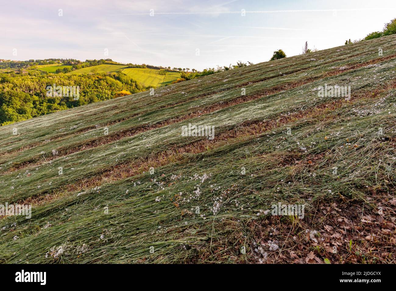Vista sui campi e gli alberi nei pressi di Belvedere Fogliense nelle Marche, al mattino quando sorge il sole. Foto Stock