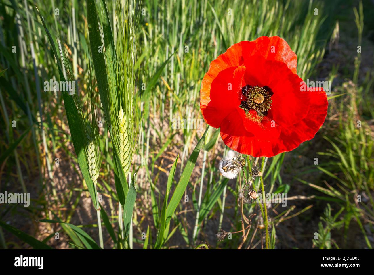 Un papavero rosso vicino ad un campo di grano vicino a Pesaro e Urbino nel Montefeltro, nelle Marche, in Italia, alla fine della primavera Foto Stock
