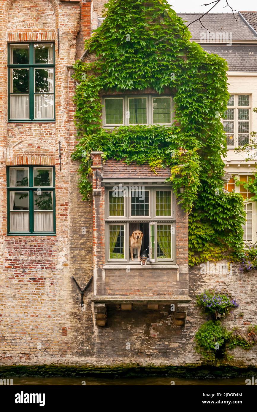 I cani carini si affacciano su una finestra di un vecchio edificio nel centro storico di Bruges, in Belgio, che si affaccia su un canale Foto Stock