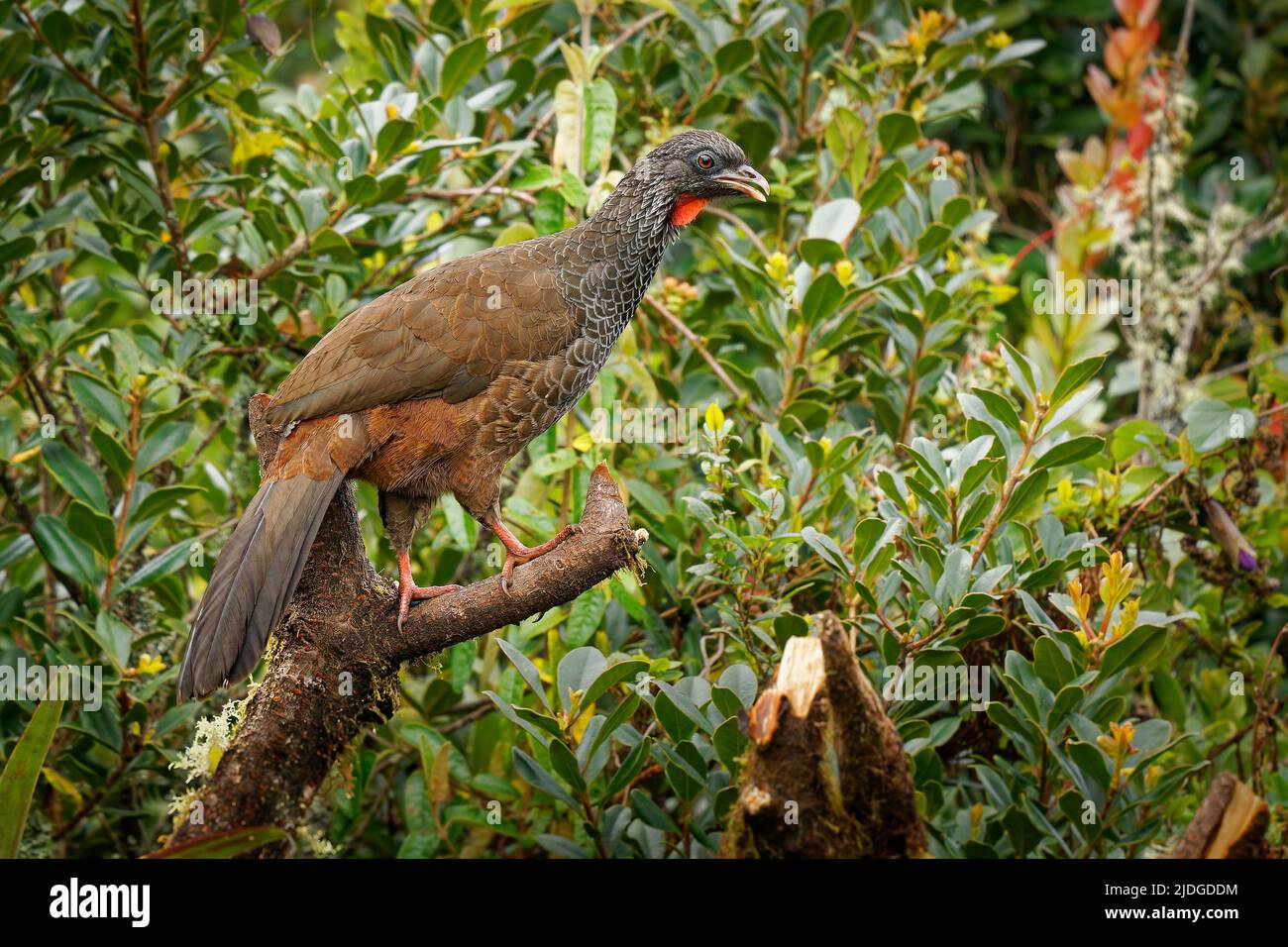 Guan andino - Penelope montagnii gamefowl uccello in Cracovia, sottofamiglia Penelopinae, altopiani delle Ande in Venezuela e Colombia attraverso Ecuador An Foto Stock