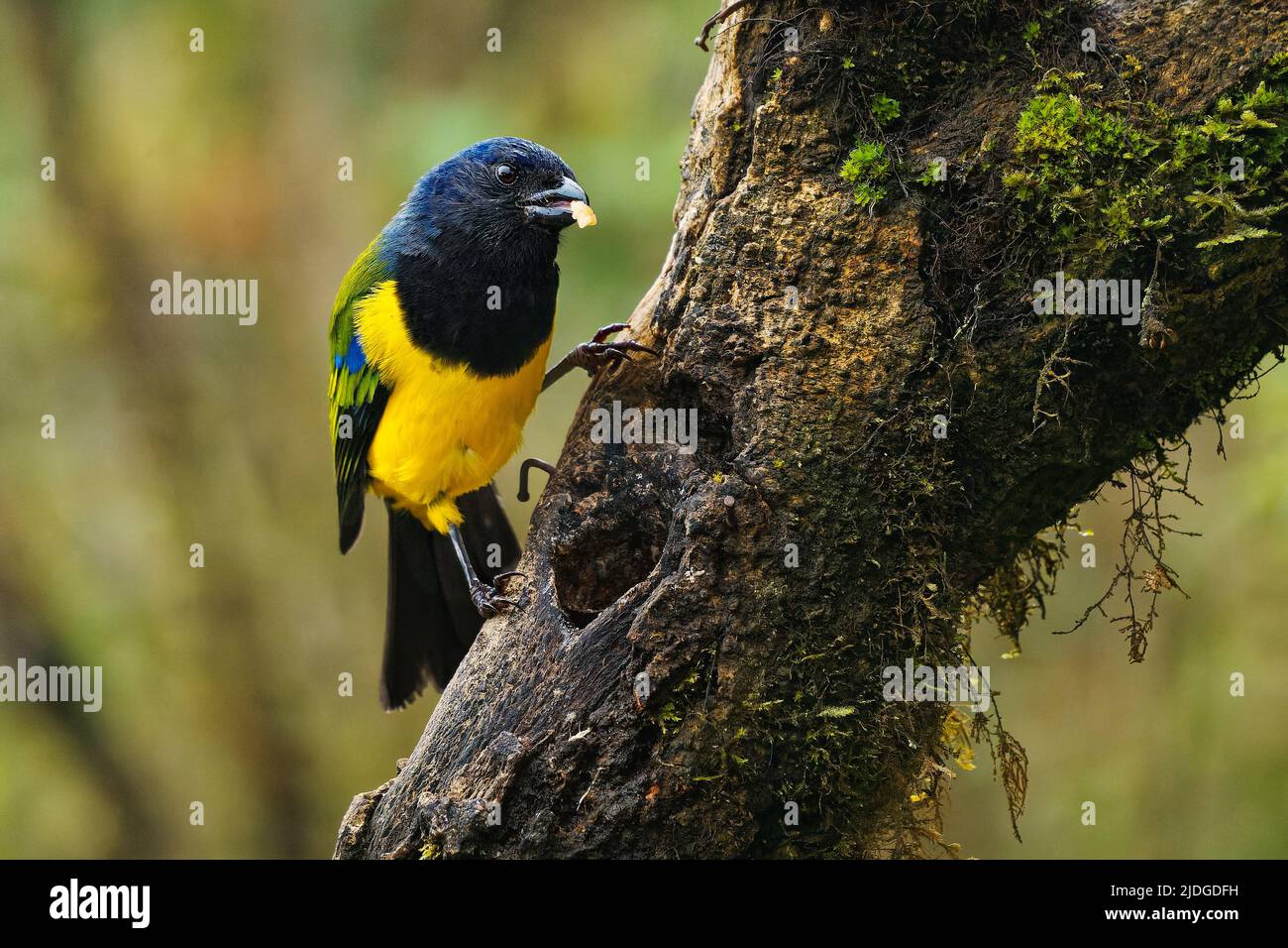 Montagna-Tanager di cnemathraupis eximia nero e giallo uccello in Thraupidi, trovato in Colombia, Ecuador, Perù e Venezuela, habitat è Foto Stock