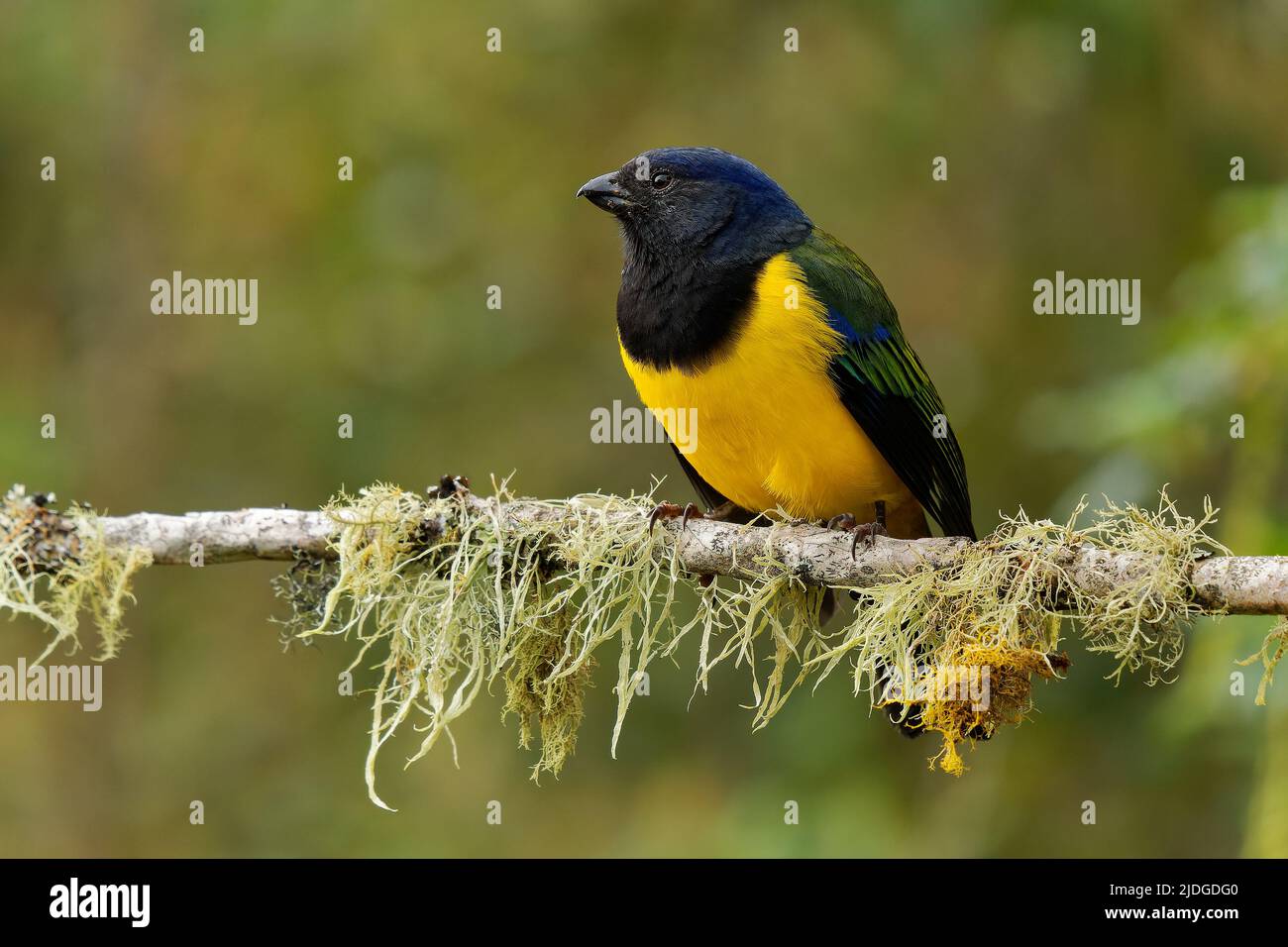 Montagna-Tanager di cnemathraupis eximia nero e giallo uccello in Thraupidi, trovato in Colombia, Ecuador, Perù e Venezuela, habitat è Foto Stock