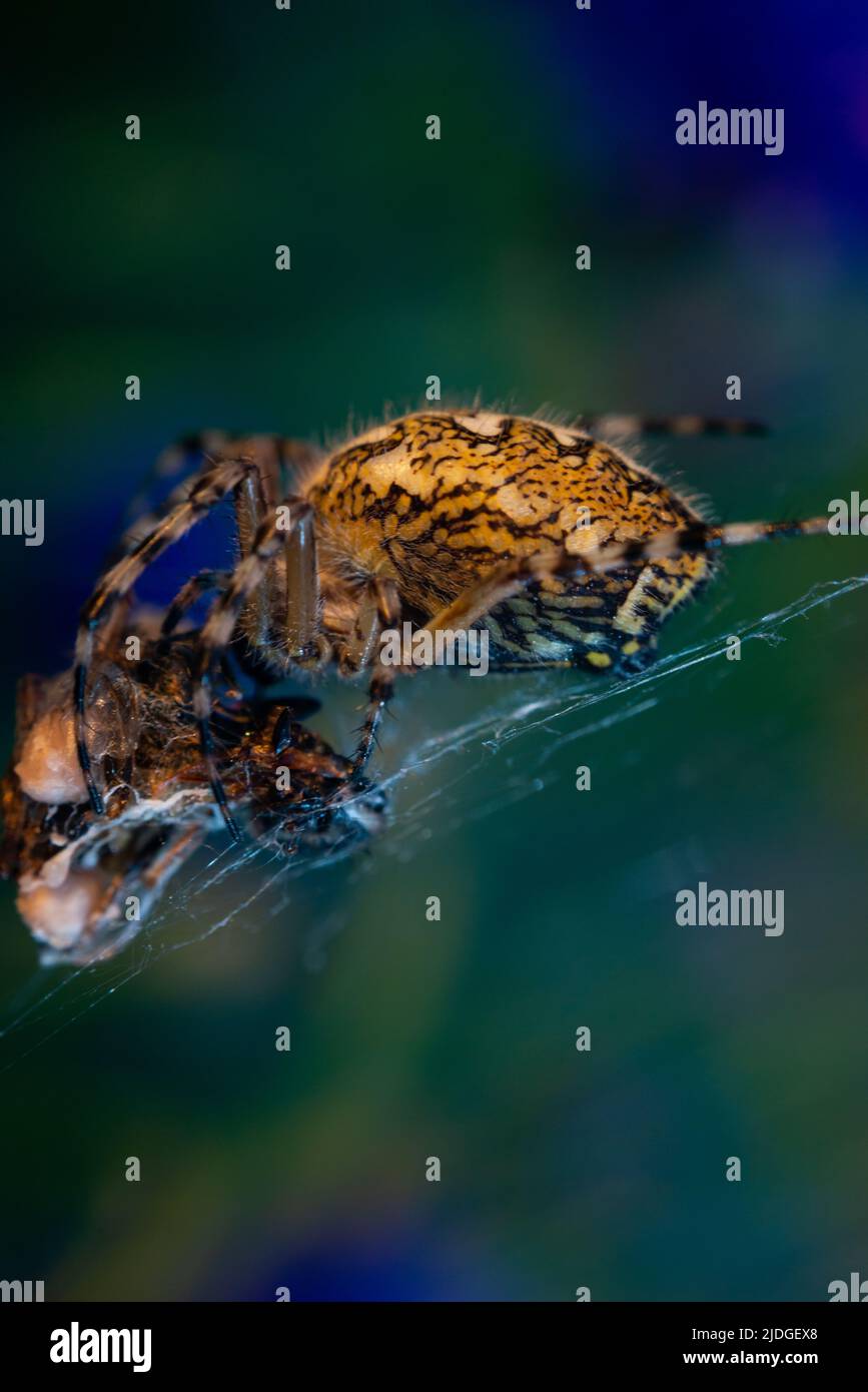 Eric Parker dell'Idaho centrale mira la sua arma da un ponte, come dimostranti riuniti dal campo base del Bureau of Land Management (BLM), dove si tengono bovini che sono stati sequestrati dal ranch Cliven Bundy, vicino a Bunkerville, Nevada in questa foto file del 12 aprile 2014. Eravamo su un ponte nel sud del Nevada, nel bel mezzo di un teso standoff tra il BLM e un gruppo di arrieri arrabbiati, membri della milizia e attivisti per i diritti delle armi. Sembrava come se fossi un'ampiezza dei capelli lontano dagli Americani che uccidono gli Americani a destra davanti a me. Questo showdown era venuto dopo che il BLM ha cominciato arrotondare il bestiame appartiene Foto Stock