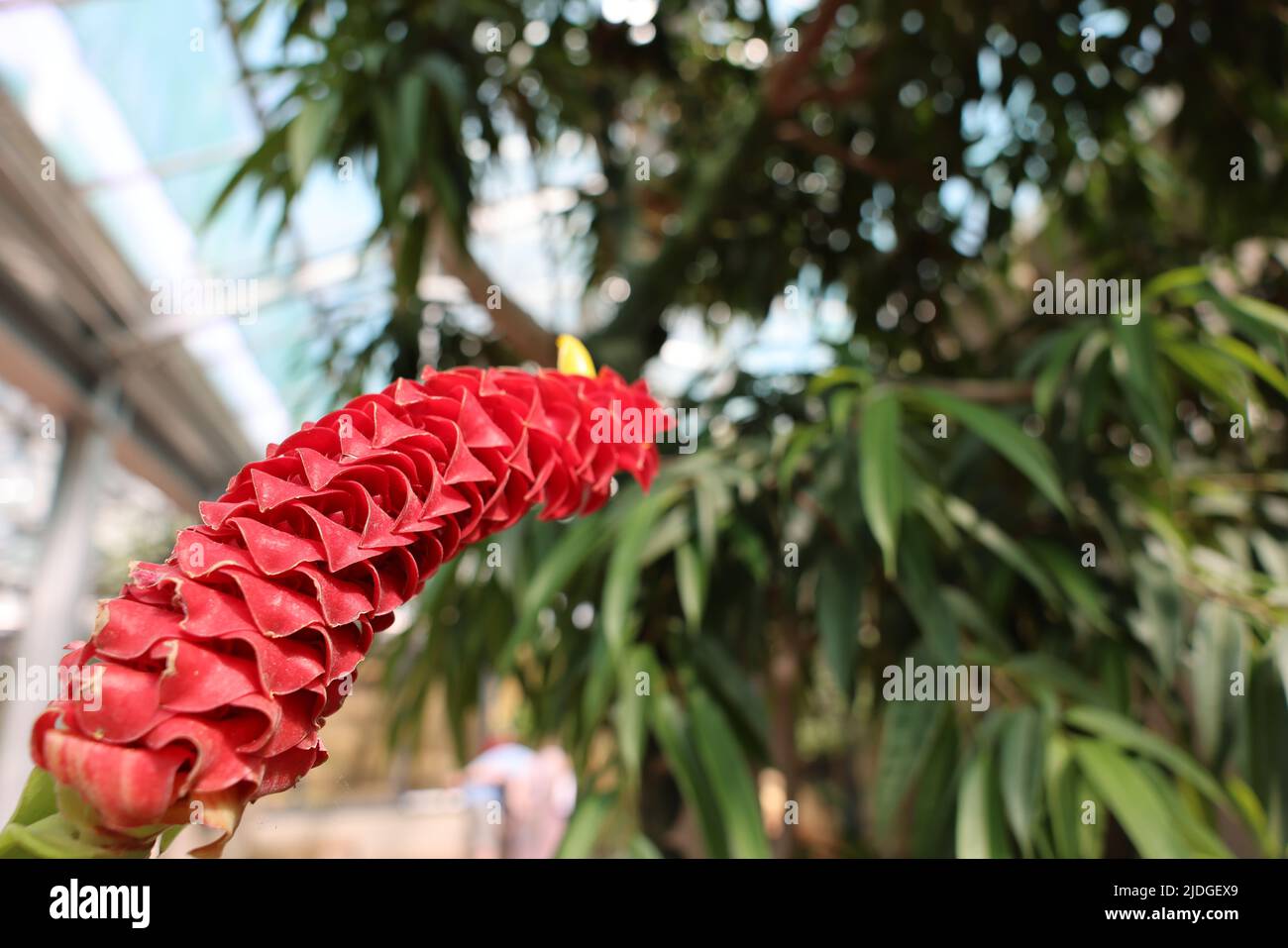fiore rosso con spazio libero Foto Stock