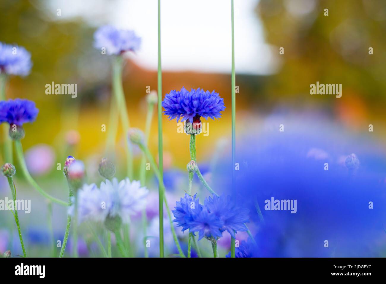 Una grande TV (firma vortice tornadic) thunderstorm supercell passa sopra tempesta Chaser Brad Mack a Graham, Texas alla fine di questo 23 aprile 2014 file immagine. Stavo coprendo i vicoli di Tornado e Dixie, aree degli Stati Uniti centrali e meridionali che sono vulnerabili a forti tornados, a causa delle previsioni meteorologiche severe per quella settimana. Abbiamo inseguito la tempesta per quasi 18 ore quando ho visto questa cella tornadica venire a noi a circa 45-50 miglia all'ora. Con pochissimo tempo, ho dovuto passare rapidamente a un obiettivo più ampio per catturare la tempesta che ci arriva sopra. L'immagine mostra quanto è grande Foto Stock
