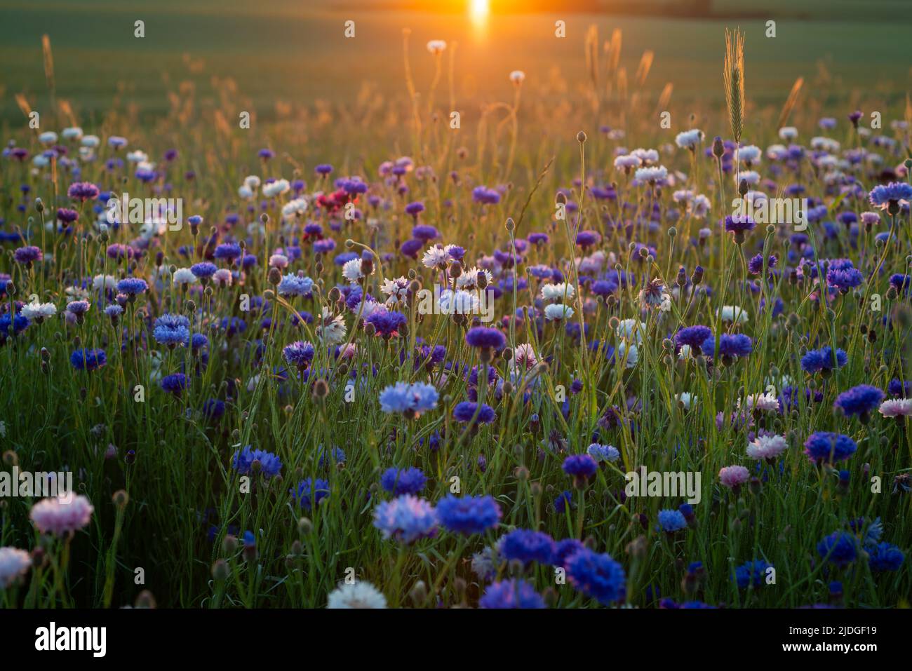 Un combattente palestinese delle Brigate Izz el-Deen al-Qassam, l'ala armata del movimento Hamas, gesti all'interno di un tunnel sotterraneo a Gaza in questo 18 agosto 2014 file foto. Un raro tour che Hamas ha concesso a un reporter, fotografo e cameraman Reuters sembrava essere un tentativo di contestare l'affermazione di Israele di aver demolito tutti i tunnel di infiltrazione del gruppo islamico nella guerra di Gaza. Ho fatto parte di un team Reuters che ha avuto accesso esclusivo per scattare foto dei tunnel utilizzati dall'ala armata di Hamas per combattere contro Israele. Siamo stati bendati dai militanti di Hamas e. Foto Stock